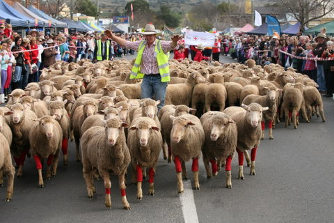 Rosto Merriwa Festival Of The Fleeces - Accommodation Mt Buller 1