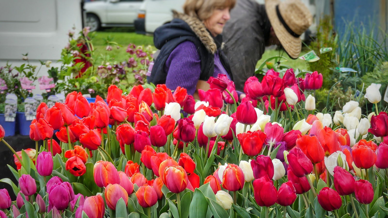 Mount Pleasant SA Accommodation Mt Buller