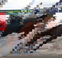 Stroud Rodeo and Campdraft - Accommodation Mt Buller