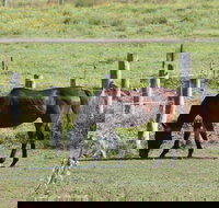 Airport Motel Sir Francis Drake - Accommodation Mt Buller