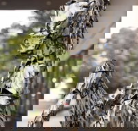 Best Western Sanctuary Inn - Accommodation Mt Buller