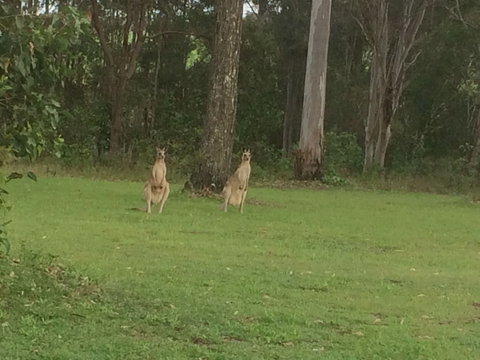 Mango Lodge At River Heads - Accommodation Mt Buller 1