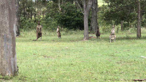 Mango Lodge At River Heads - Accommodation Mt Buller 3