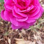 Cradoc TAS Accommodation Mt Buller