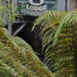 The Wombat Cottage - Accommodation Mt Buller 0