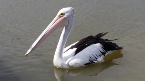 PS Federal Retreat Paddle Steamer Goolwa - Accommodation Mt Buller 5