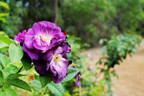 Caves Road Chalets - Accommodation Mt Buller 3