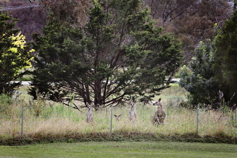 BATHURST GOLDFIELDS MOTEL On MOUNT PANORAMA - Accommodation Mt Buller 6