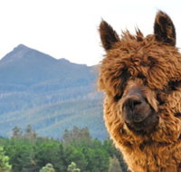 Maydena Mountain Cabins