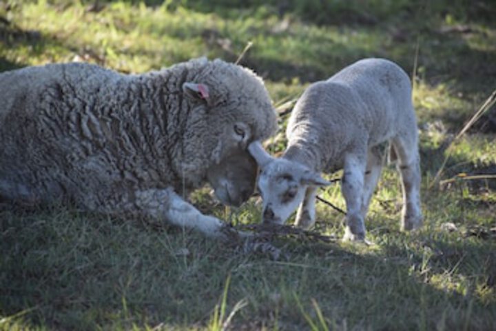 Boyland QLD Accommodation Mt Buller