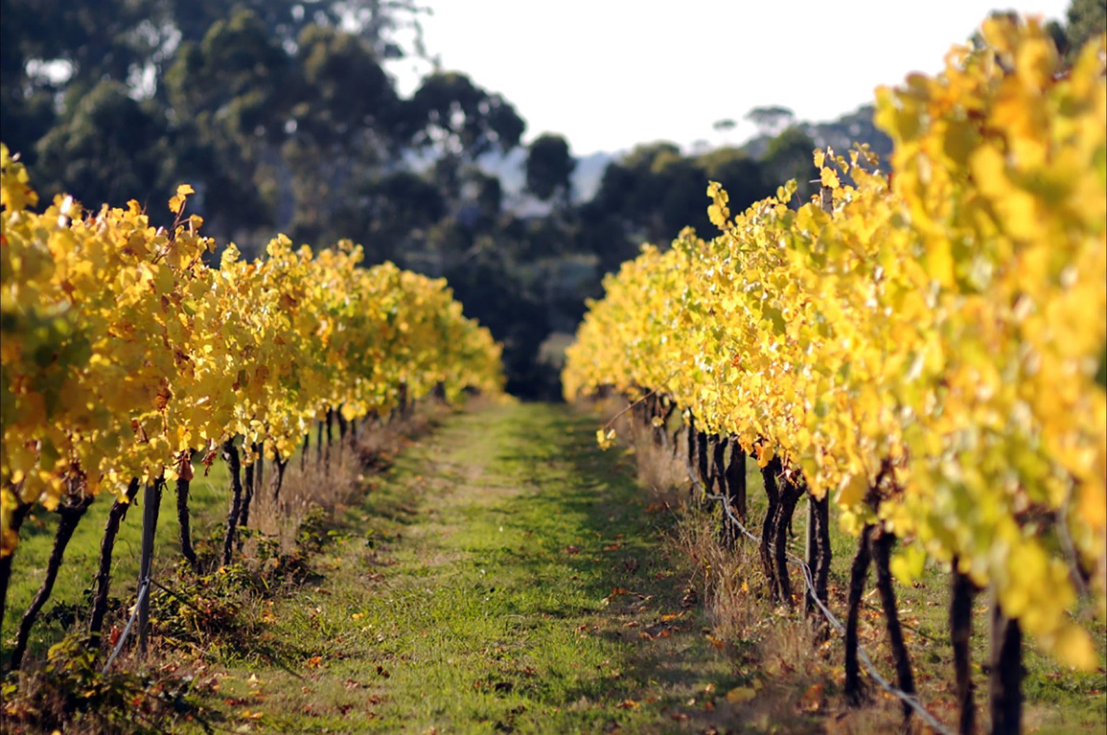 Accommodation Mt Buller