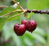 Red Hill Cherry Farm - Accommodation Mt Buller