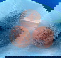 Coral Bay Bakery - Accommodation Mt Buller