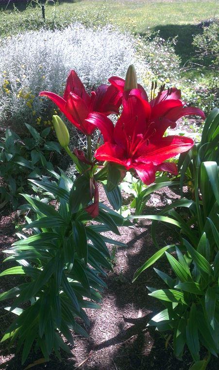 Bluebush Cafe - Accommodation Mt Buller 10