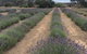 Emu Bay Lavender - thumb 2