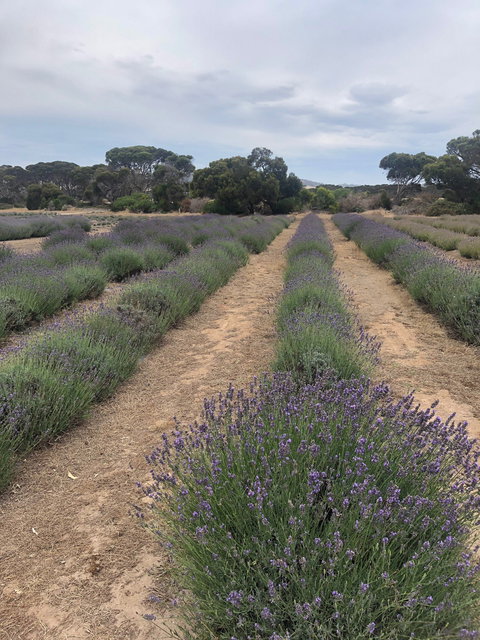Emu Bay Lavender - Accommodation Mt Buller 4