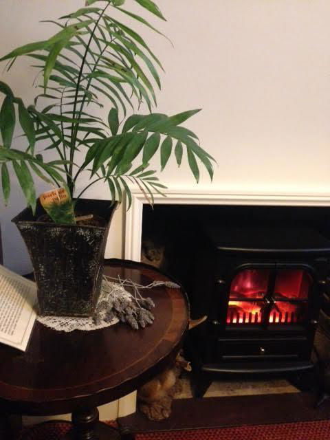 Palm Court Cafe Mannum SA - Accommodation Mt Buller 3