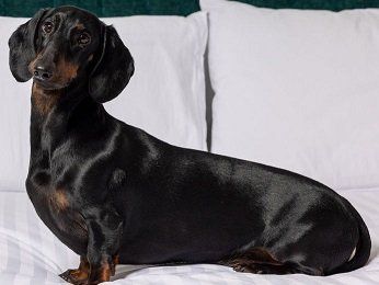 The Sebel Canberra Civic Hotel - Accommodation Mt buller 14