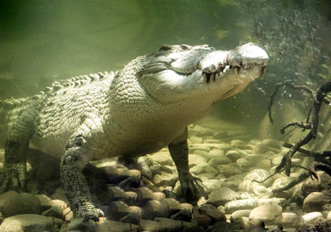 Pullman Reef Hotel Casino - Accommodation Mt Buller 17