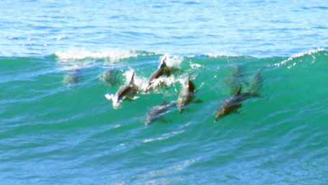 Mollymook Beach Waterfront - Accommodation Mt Buller 4