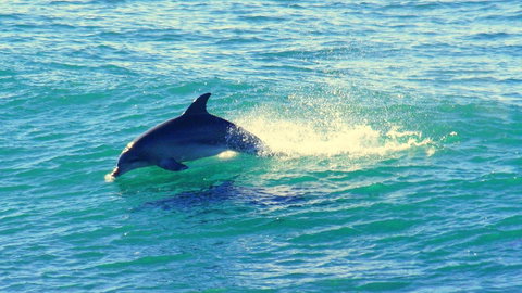 Mollymook Beach Waterfront - Accommodation Mt Buller 22