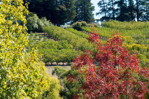 The Manor Basket Range - Accommodation Mt buller 16