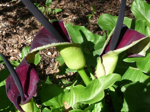 Country Bakehouse Accommodation - Accommodation Mt Buller 19