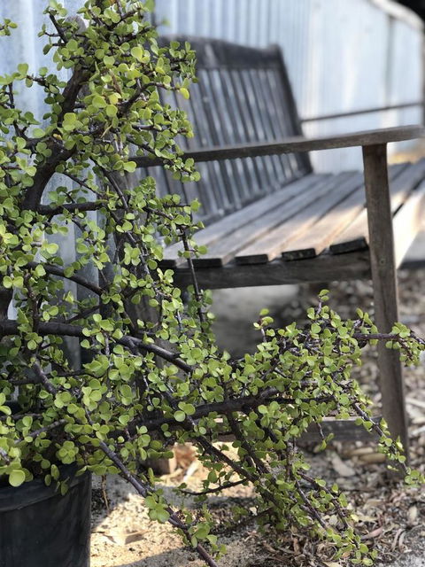 White Sands - Accommodation Mt Buller 5