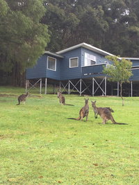 Book Denmark Accommodation Vacations Accommodation Mt Buller Accommodation Mt Buller