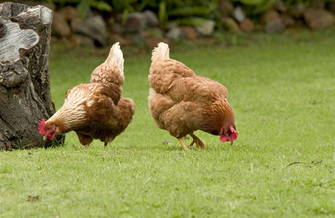 Peppermint Brook Cottages - Accommodation Mt Buller 10