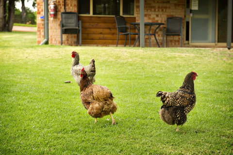 Peppermint Brook Cottages - Accommodation Mt Buller 12