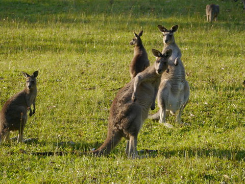 Dungowan Holiday Accommodation - Accommodation Mt Buller 27