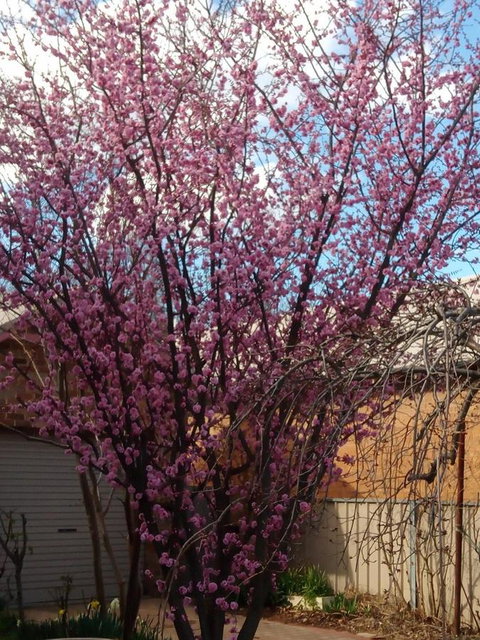Boot Makers Cottage - Accommodation Mt Buller 18