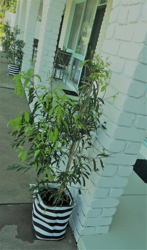 Mulwala Resort - Accommodation Mt buller 16