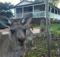 Bush  Bay Cottage - Accommodation Mt Buller
