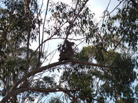 Book Haden Accommodation Vacations Accommodation Mt Buller Accommodation Mt Buller