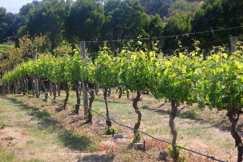 Every Man And His Dog Vineyard - Accommodation Mt Buller 2