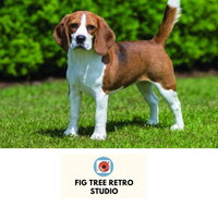 Fig Tree Retro Studio - Accommodation Mt Buller