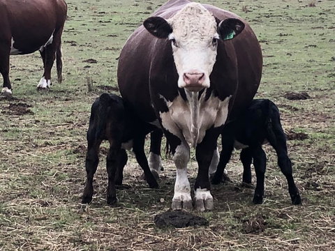 Jackaleah Farm Stay - Accommodation Mt Buller 3