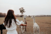 Book Darawank Accommodation Vacations Accommodation Mt Buller Accommodation Mt Buller