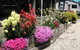 Mansfield Holiday Park - thumb 3