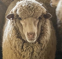 Mascot Cottage - Pet Friendly and Complimentary Breakfast Hamper - Accommodation Mt Buller