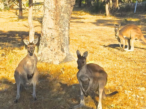 Sandpiper Retreat - Accommodation Mt Buller 37