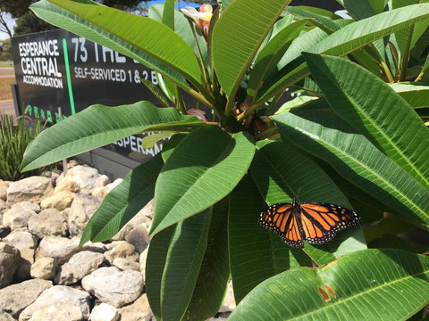 Esperance Central Accommodation - Accommodation Mt Buller 9
