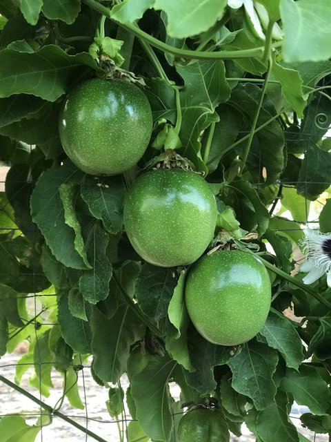 Cockburn Retreat Home æŸæ–¯æ‚ é–’æ°‘å®¿ - Accommodation Mt Buller 23