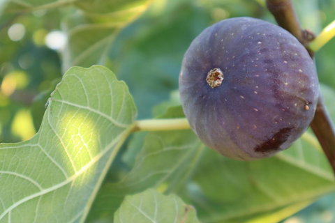 Cockburn Retreat Home æŸæ–¯æ‚ é–’æ°‘å®¿ - Accommodation Mt Buller 25