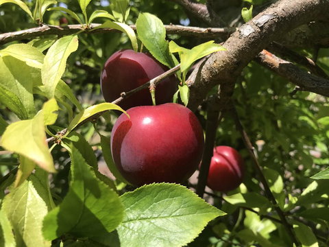 Cockburn Retreat Home æŸæ–¯æ‚ é–’æ°‘å®¿ - Accommodation Mt Buller 21