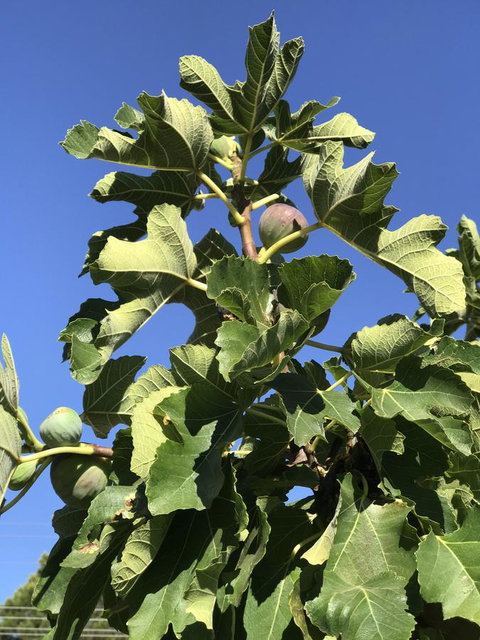 Cockburn Retreat Home æŸæ–¯æ‚ é–’æ°‘å®¿ - Accommodation Mt Buller 24