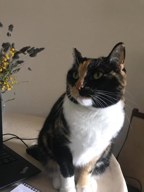 Cockburn Retreat Home æŸæ–¯æ‚ é–’æ°‘å®¿ - Accommodation Mt Buller 29