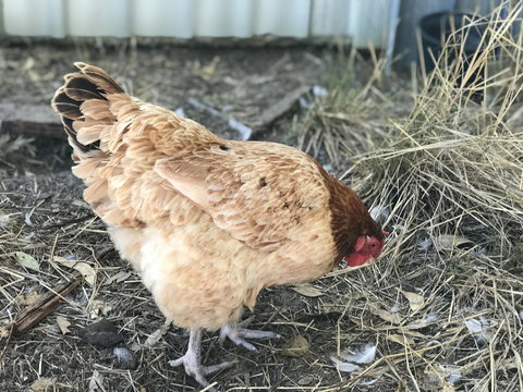 Cockburn Retreat Home æŸæ–¯æ‚ é–’æ°‘å®¿ - Accommodation Mt Buller 30